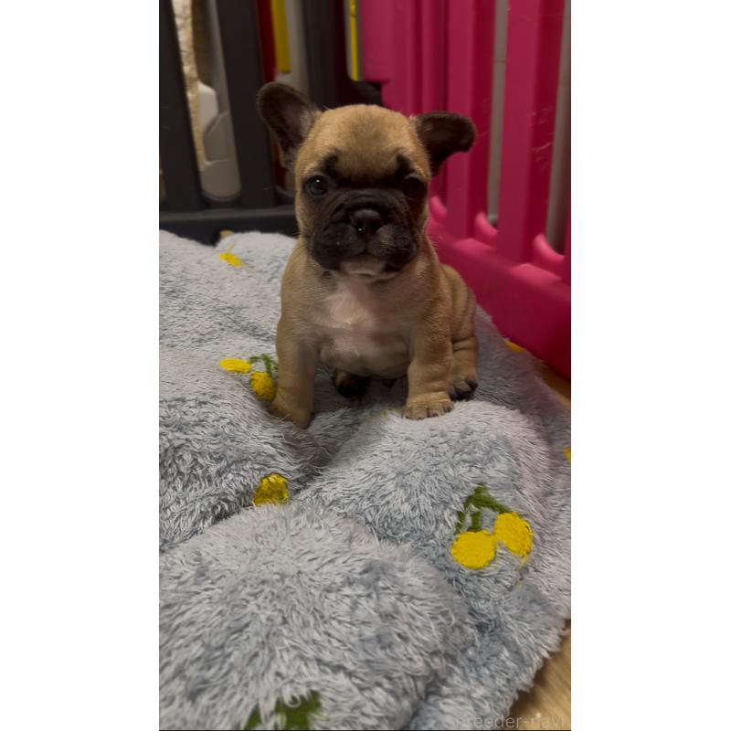 販売中の青森県のフレンチブルドッグ-439968の4枚目