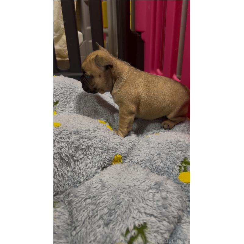 販売中の青森県のフレンチブルドッグ-439968の3枚目