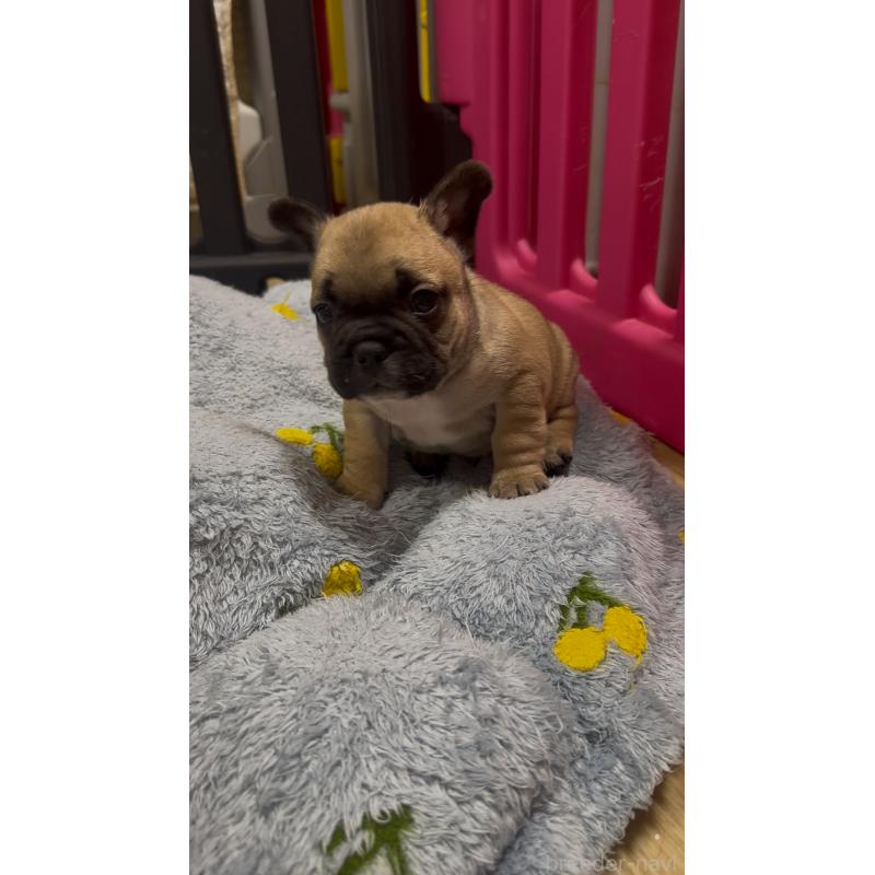 販売中の青森県のフレンチブルドッグ-439968の2枚目