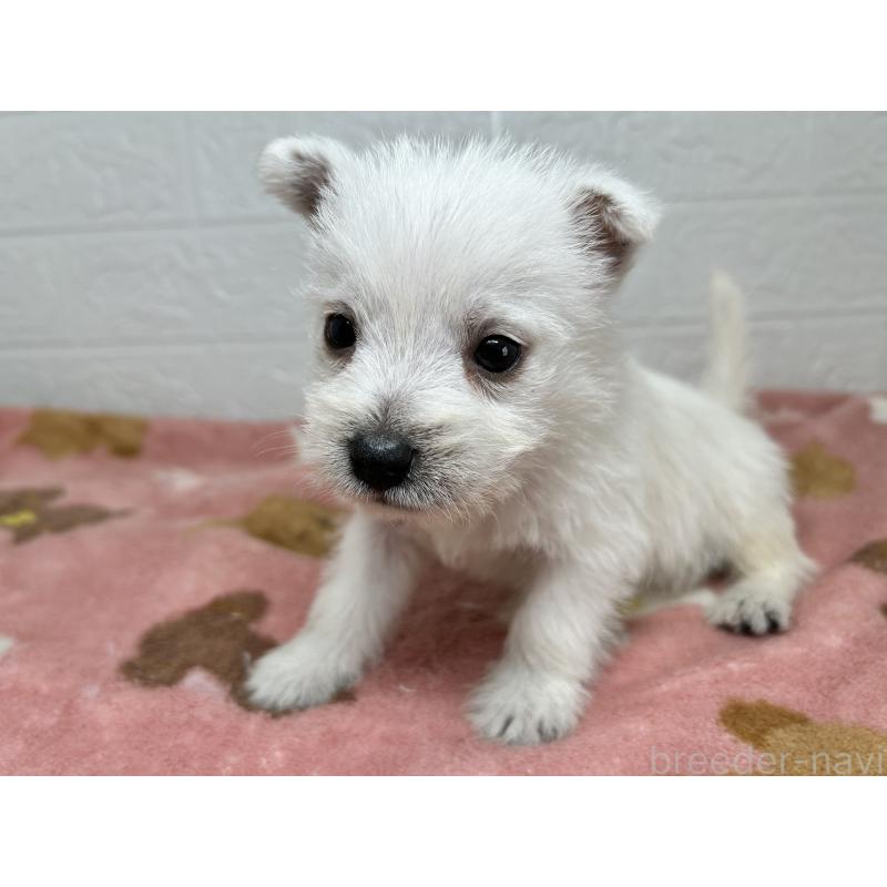 販売中の埼玉県のウエストハイランドホワイトテリア(ウエスティ)-439970の6枚目