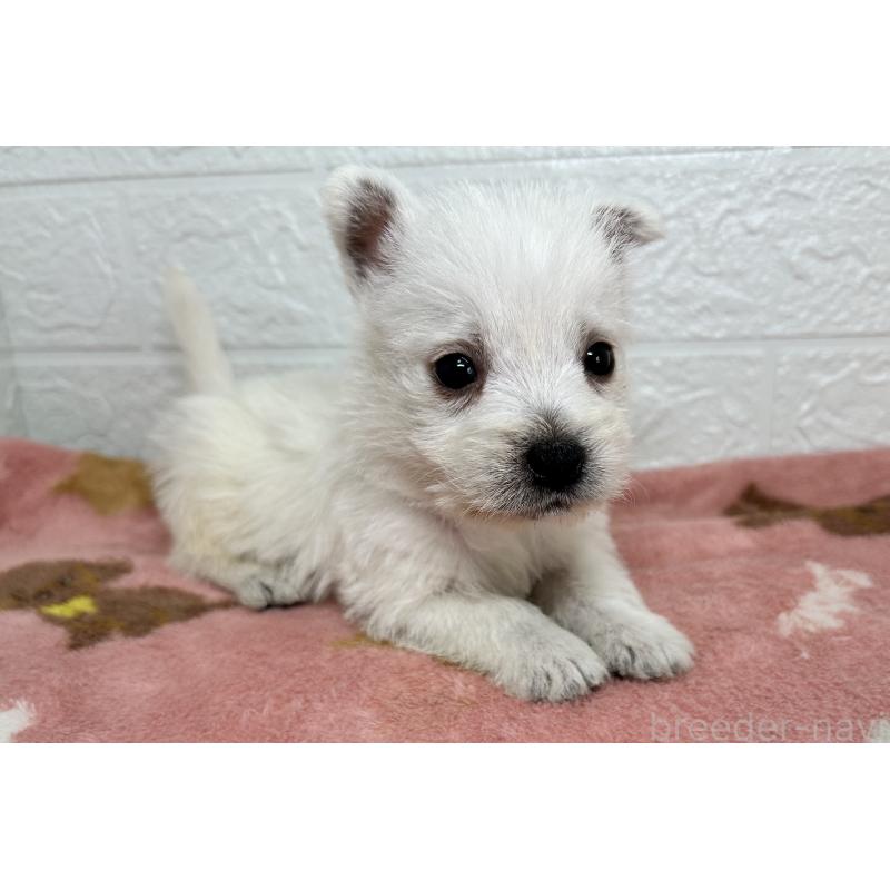 販売中の埼玉県のウエストハイランドホワイトテリア(ウエスティ)-439970の4枚目