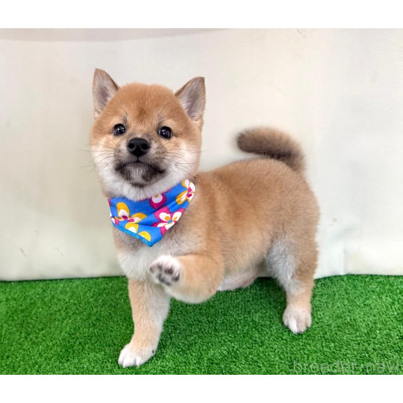 販売中の神奈川県の豆柴-439247