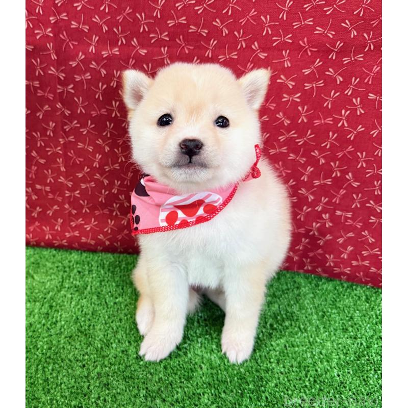 販売中の神奈川県の豆柴-439972の1枚目