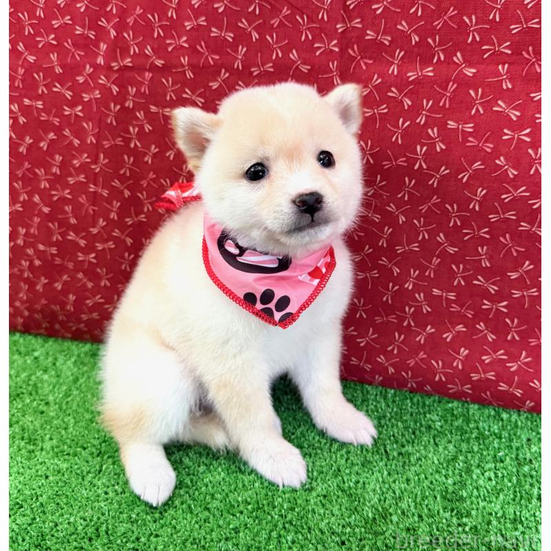 販売中の神奈川県の豆柴-439972の4枚目