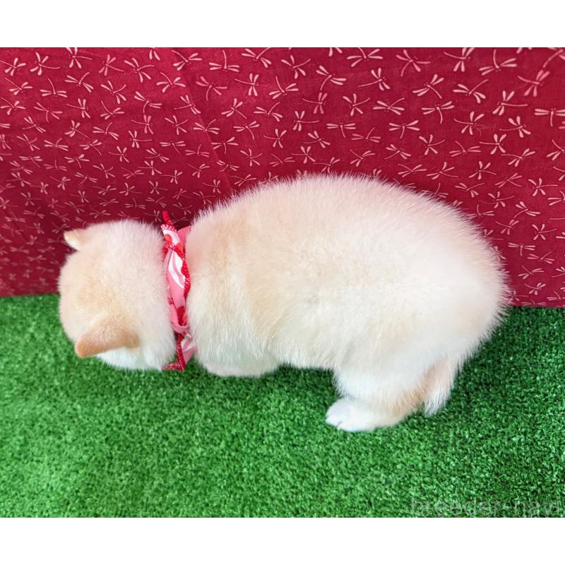 販売中の神奈川県の豆柴-439972の2枚目