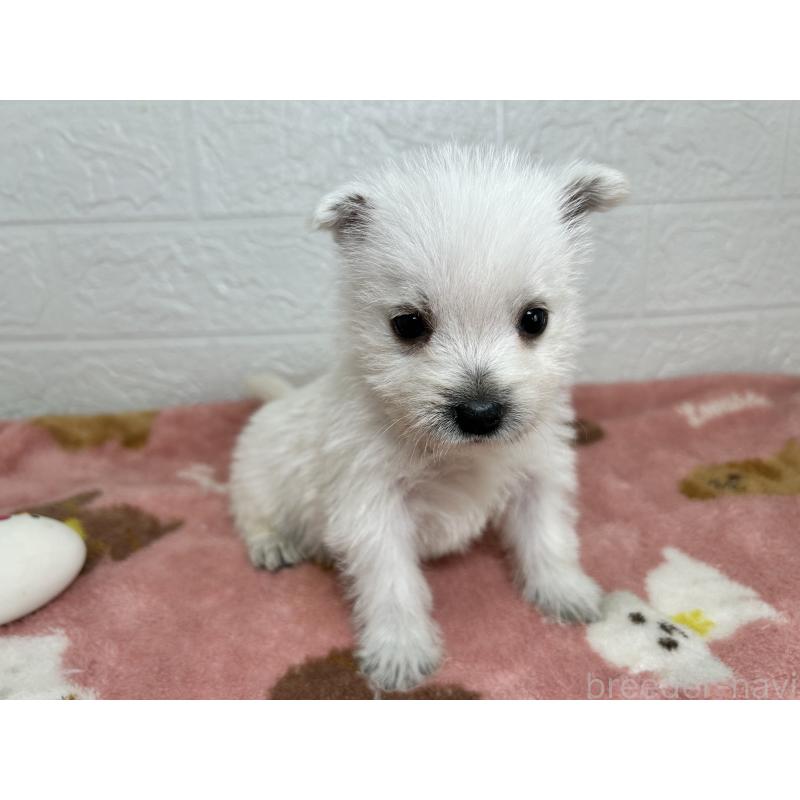 販売中の埼玉県のウエストハイランドホワイトテリア(ウエスティ)-439974の5枚目