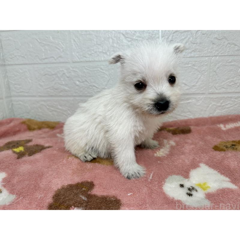 販売中の埼玉県のウエストハイランドホワイトテリア(ウエスティ)-439974の4枚目