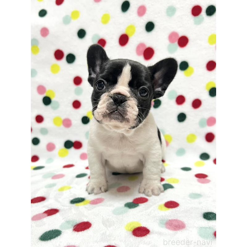 販売中の香川県のフレンチブルドッグ-439971