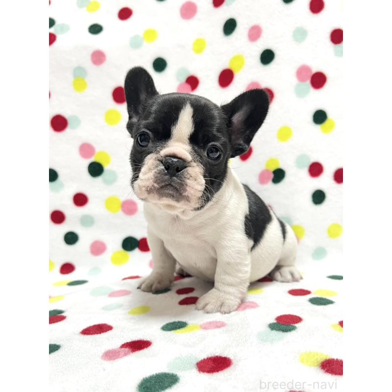 販売中の香川県のフレンチブルドッグ-439971の4枚目