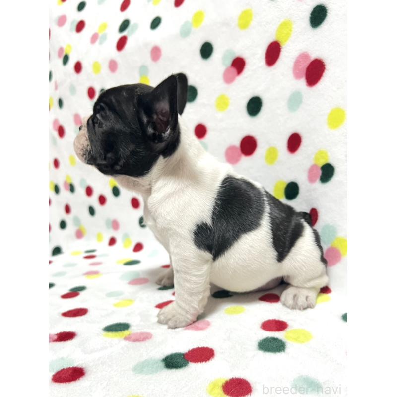 販売中の香川県のフレンチブルドッグ-439971の3枚目