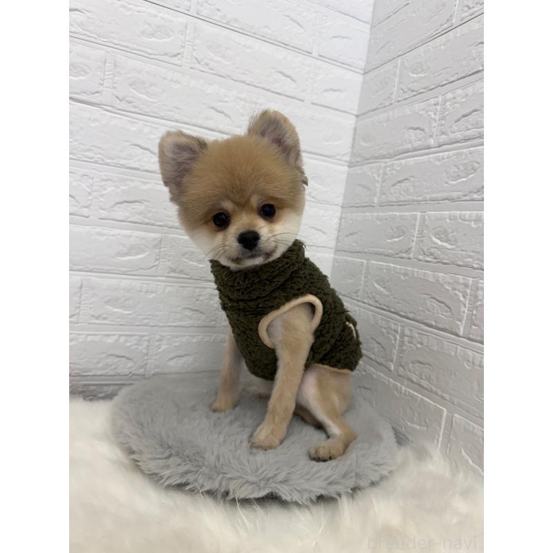 販売中の岡山県のポメラニアン-439973の14枚目