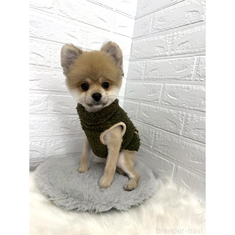 販売中の岡山県のポメラニアン-439973の13枚目