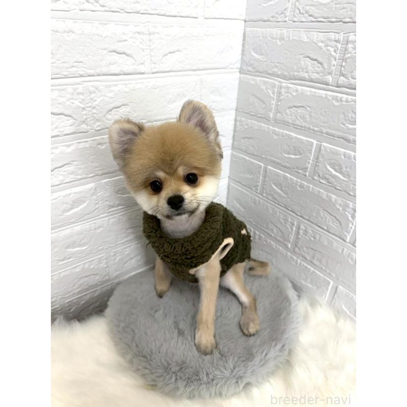 販売中の岡山県のポメラニアン-439973の11枚目