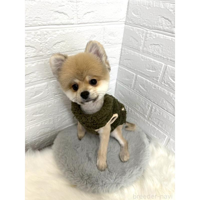 販売中の岡山県のポメラニアン-439973の10枚目