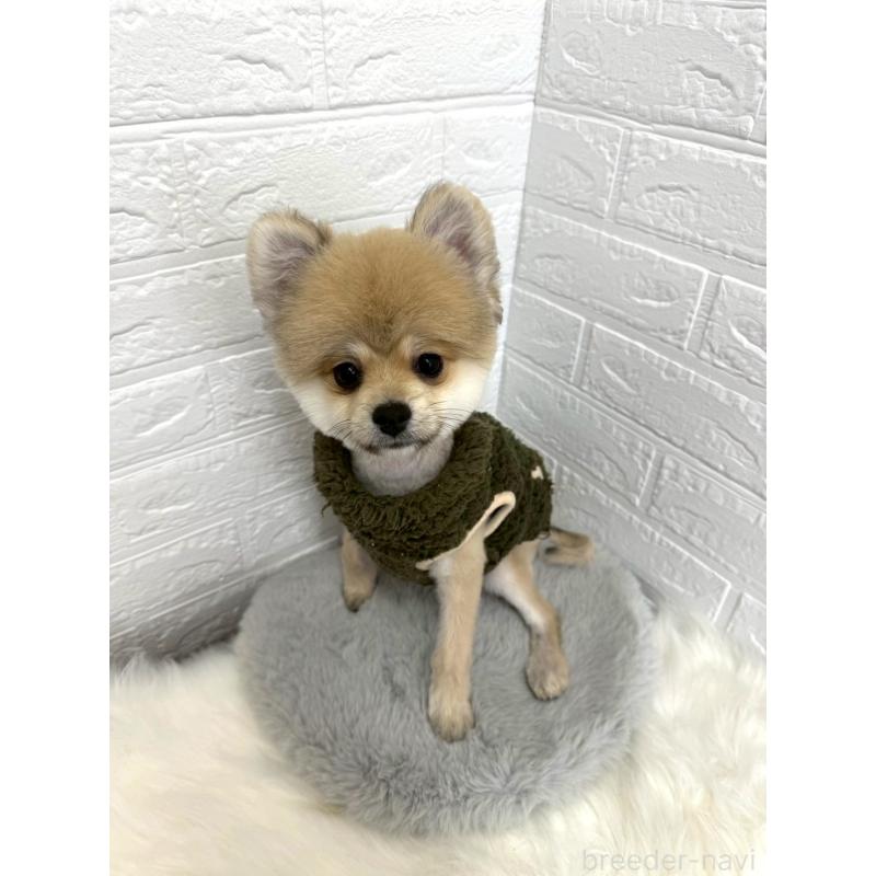 販売中の岡山県のポメラニアン-439973の8枚目