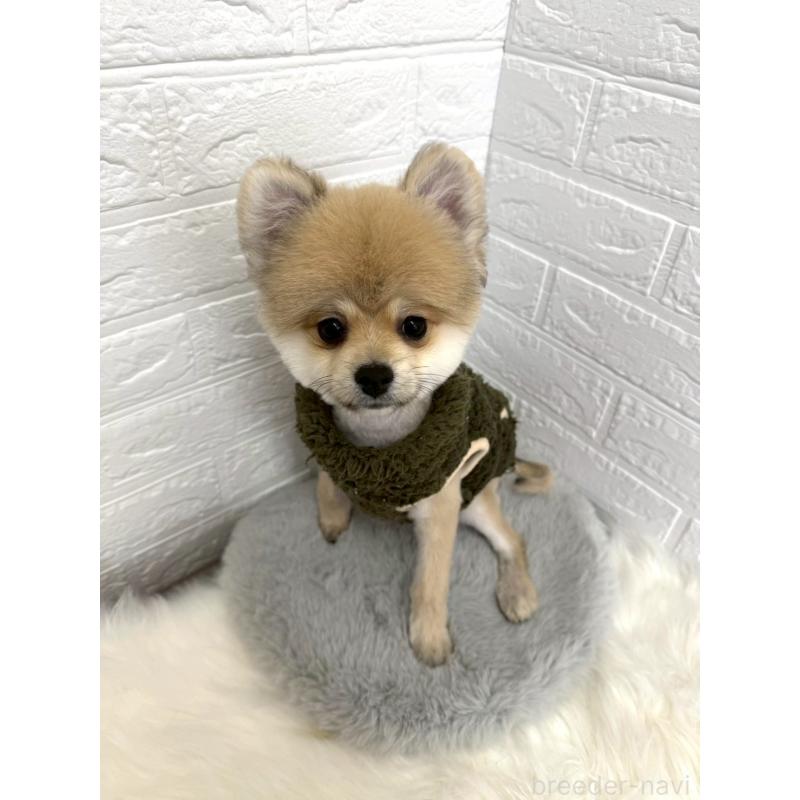 販売中の岡山県のポメラニアン-439973の7枚目