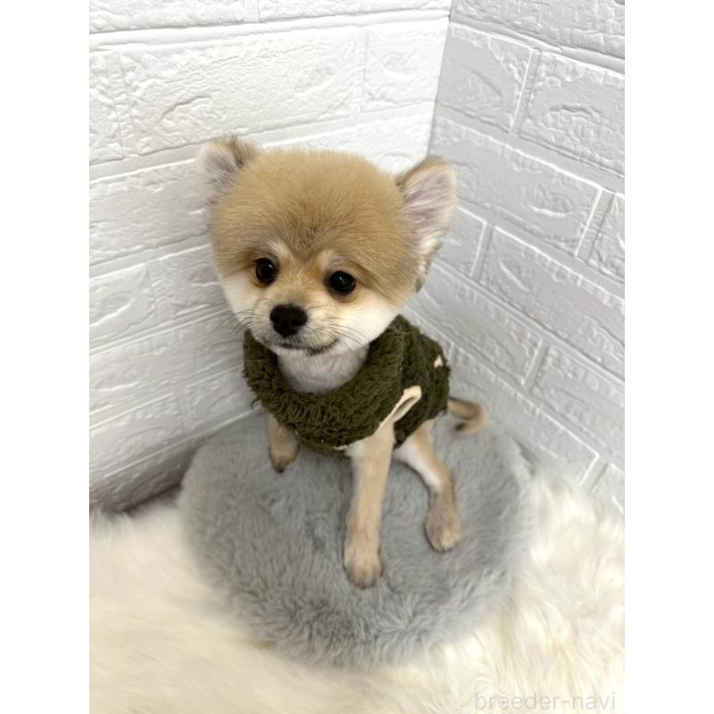 販売中の岡山県のポメラニアン-439973の5枚目