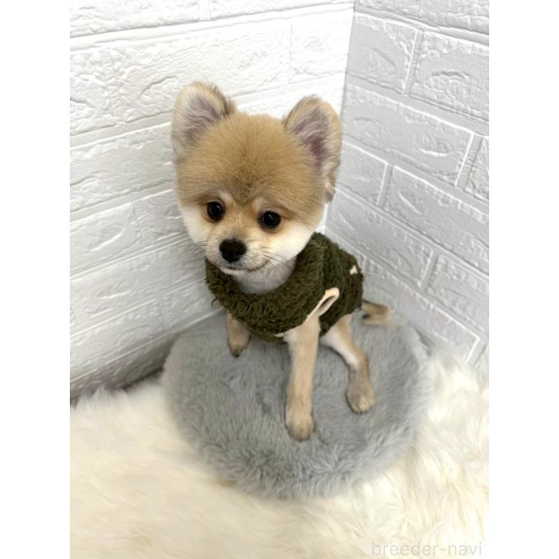 販売中の岡山県のポメラニアン-439973の6枚目