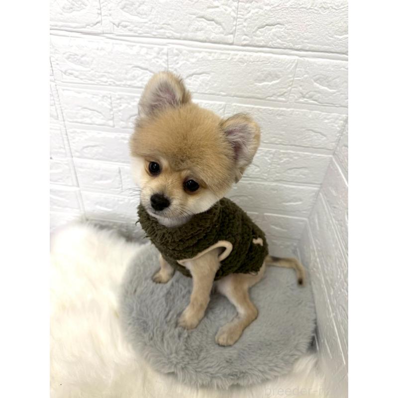 販売中の岡山県のポメラニアン-439973の4枚目