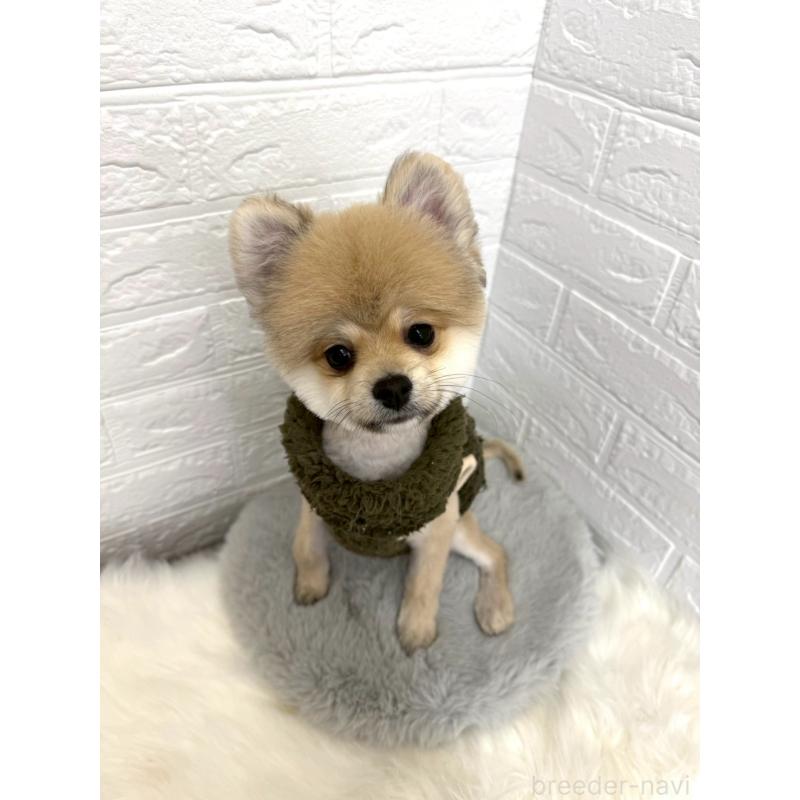 販売中の岡山県のポメラニアン-439973の3枚目