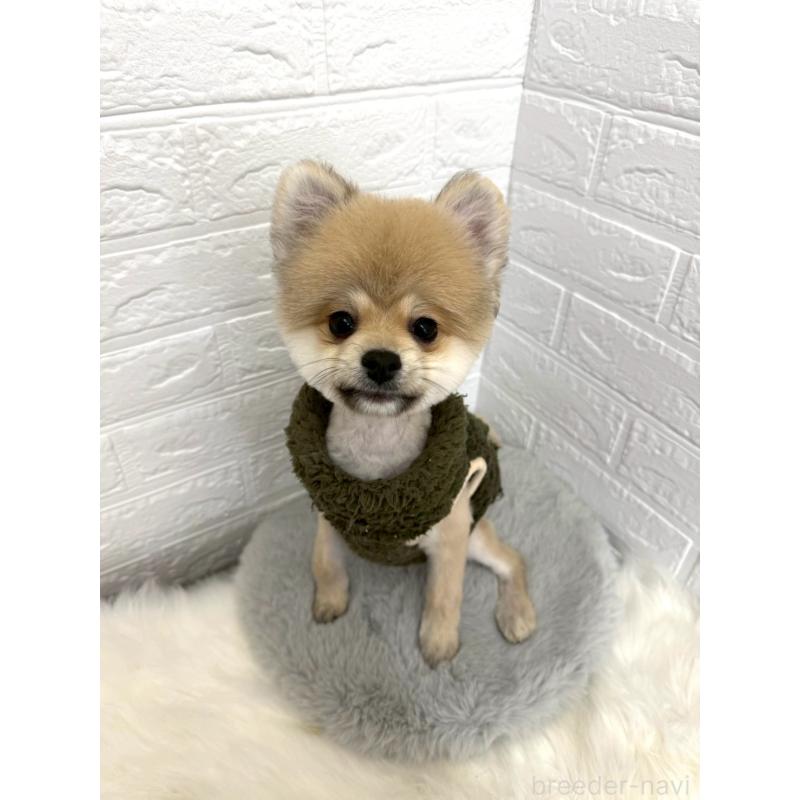 販売中の岡山県のポメラニアン-439973の2枚目