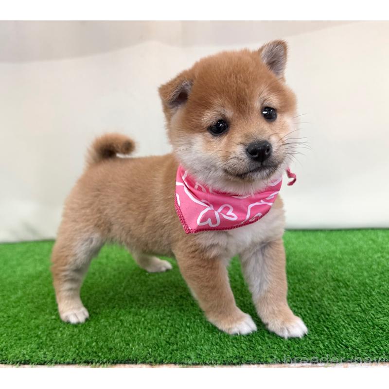 販売中の神奈川県の豆柴-439975