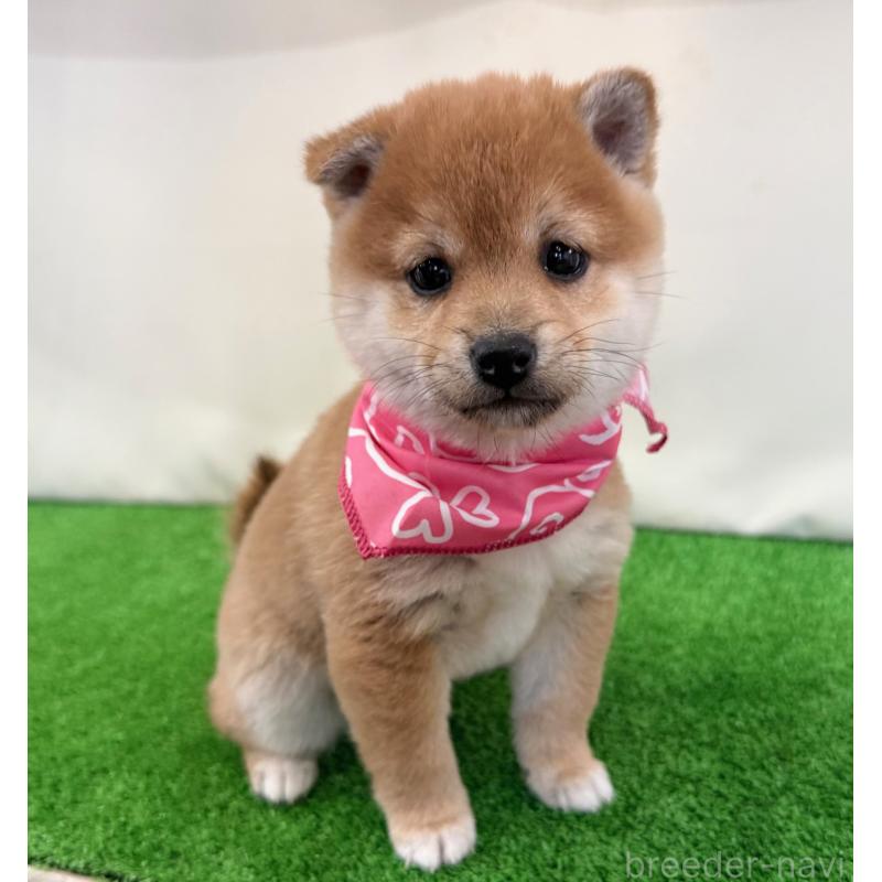 販売中の神奈川県の豆柴-439975の4枚目