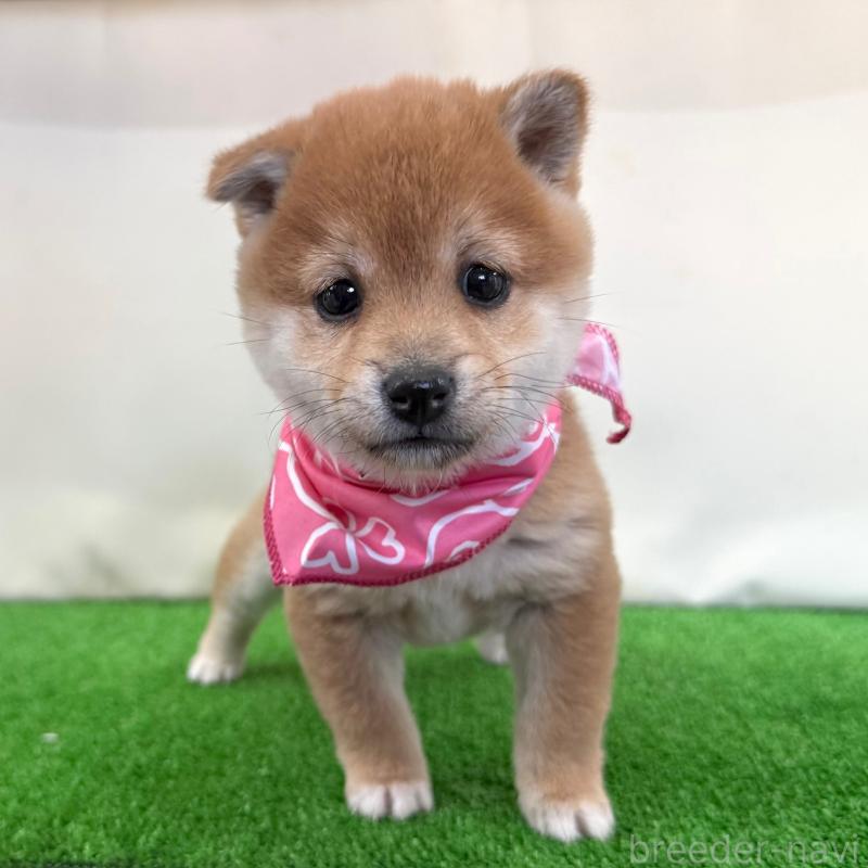 販売中の神奈川県の豆柴-439975の3枚目