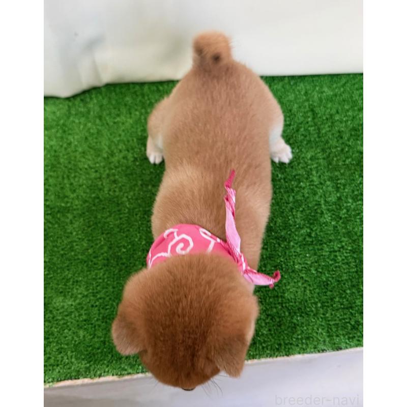 販売中の神奈川県の豆柴-439975の2枚目