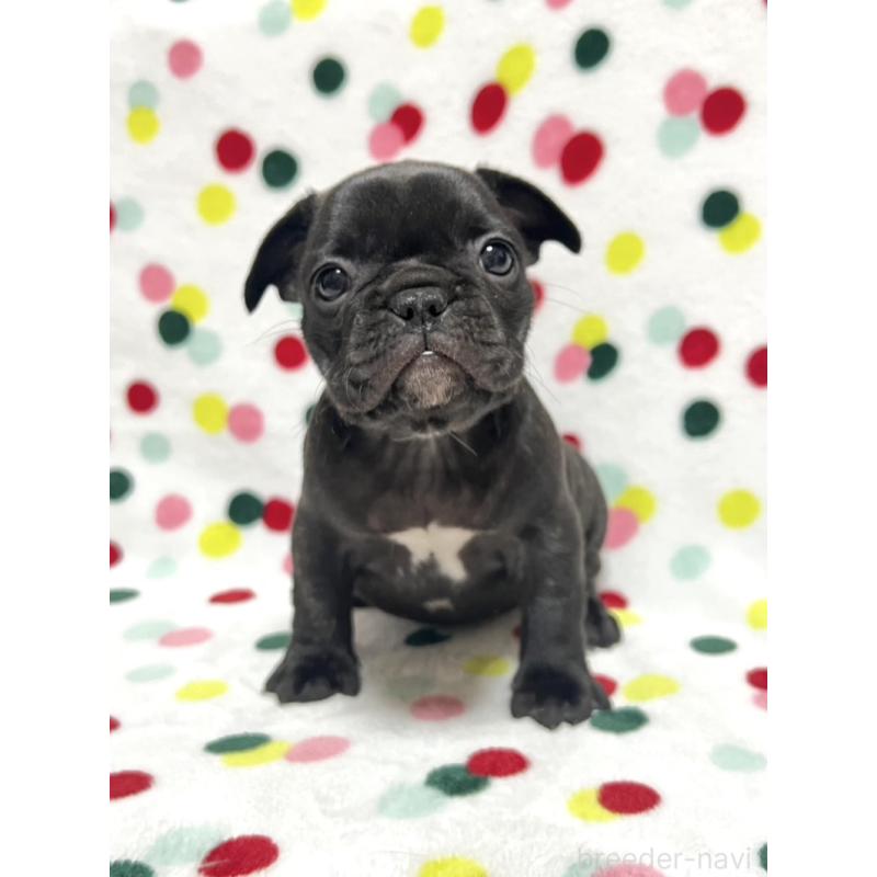 販売中の香川県のフレンチブルドッグ-439976の1枚目