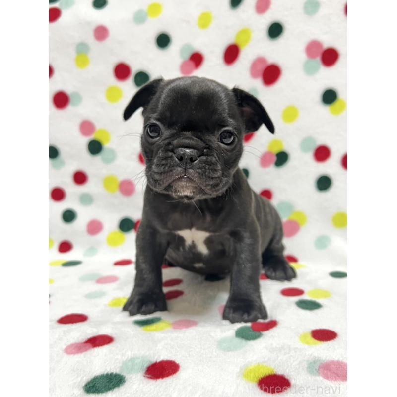 販売中の香川県のフレンチブルドッグ-439976の4枚目