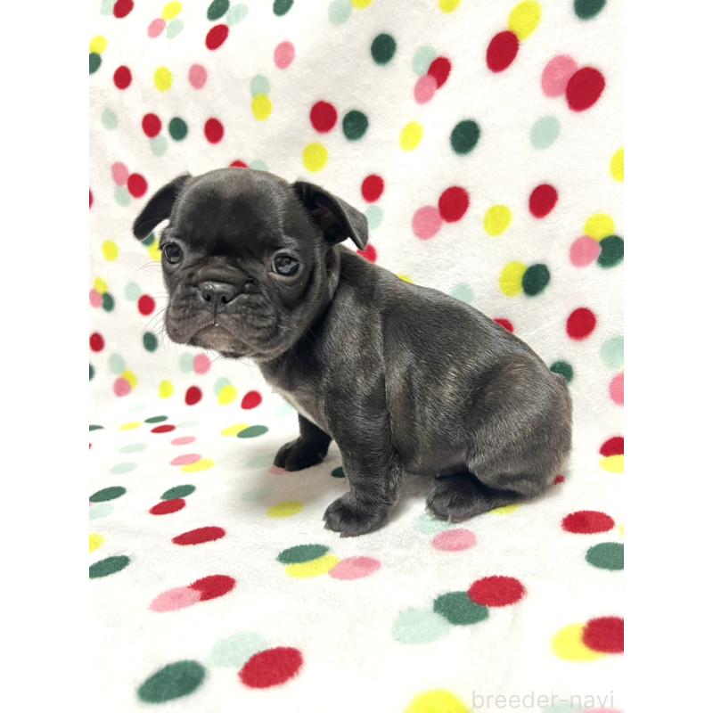 販売中の香川県のフレンチブルドッグ-439976の3枚目