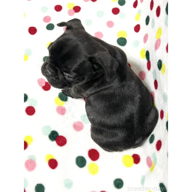 販売中の香川県のフレンチブルドッグ-439976の2枚目