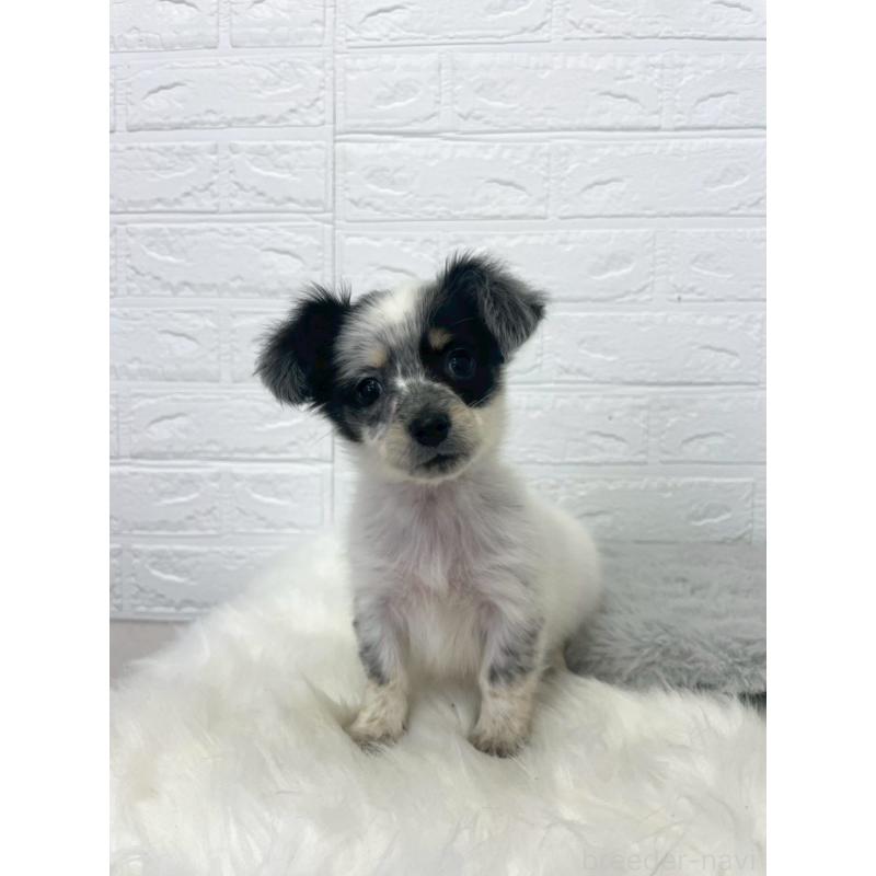 販売中の岡山県のチワックス:チワワ×ミニチュアダックスフンド-436432の18枚目