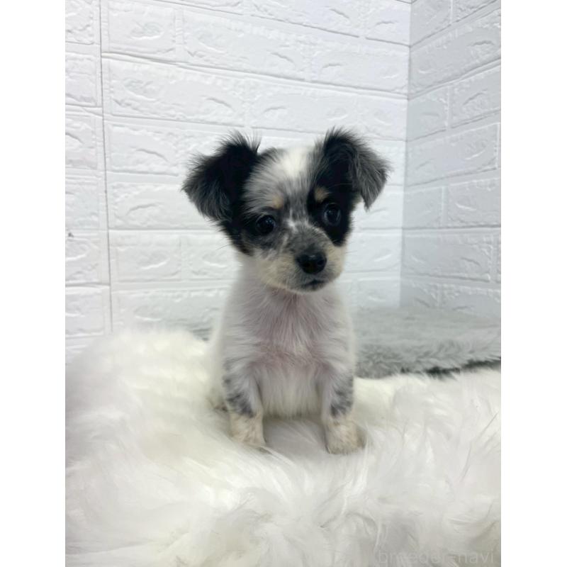 販売中の岡山県のチワックス:チワワ×ミニチュアダックスフンド-436432の17枚目