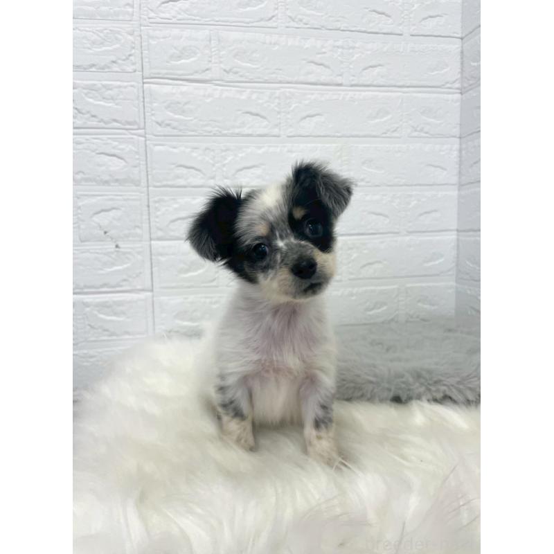 販売中の岡山県のチワックス:チワワ×ミニチュアダックスフンド-436432の16枚目