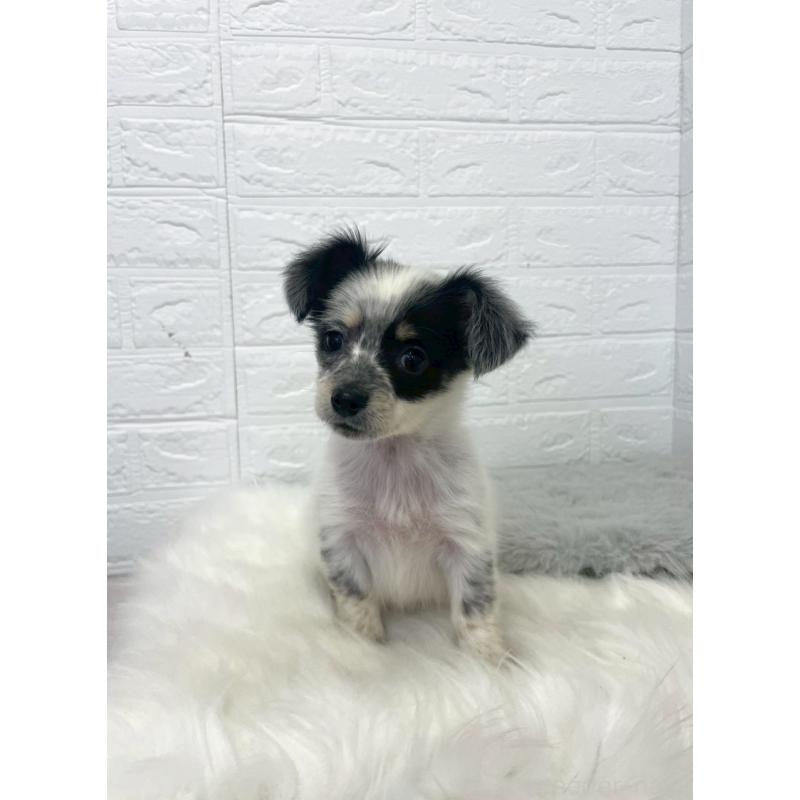 販売中の岡山県のチワックス:チワワ×ミニチュアダックスフンド-436432の14枚目