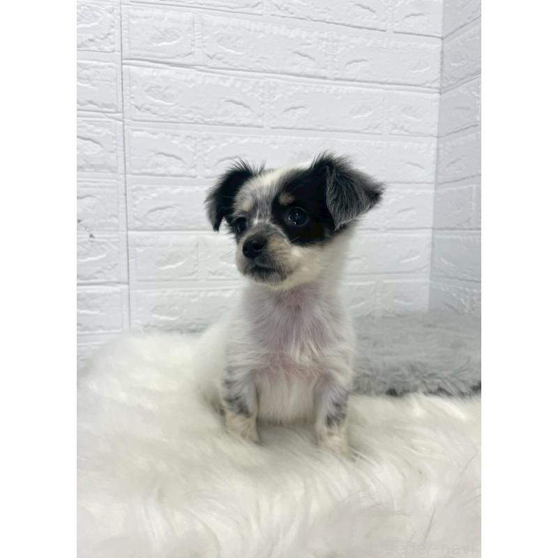 販売中の岡山県のチワックス:チワワ×ミニチュアダックスフンド-436432の13枚目