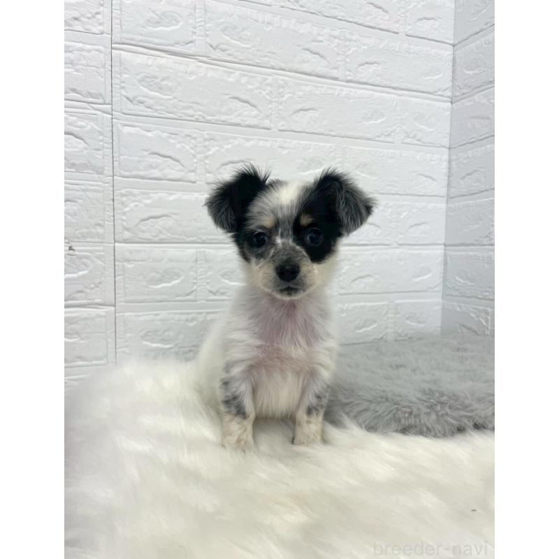 販売中の岡山県のチワックス:チワワ×ミニチュアダックスフンド-436432の11枚目