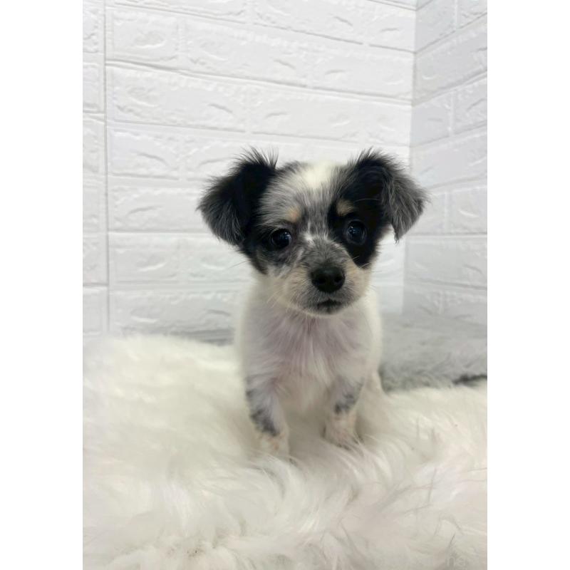 販売中の岡山県のチワックス:チワワ×ミニチュアダックスフンド-436432の10枚目