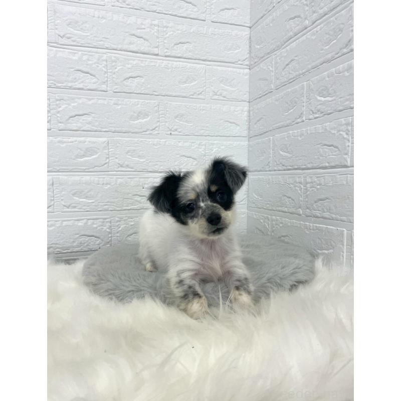 販売中の岡山県のチワックス:チワワ×ミニチュアダックスフンド-436432の9枚目