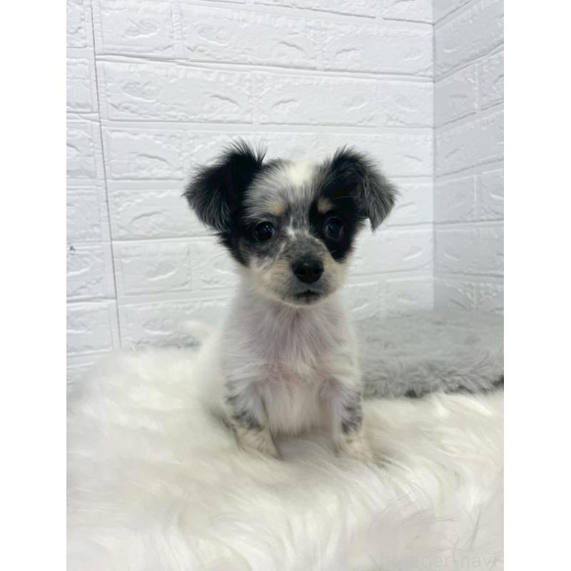 販売中の岡山県のチワックス:チワワ×ミニチュアダックスフンド-436432の8枚目