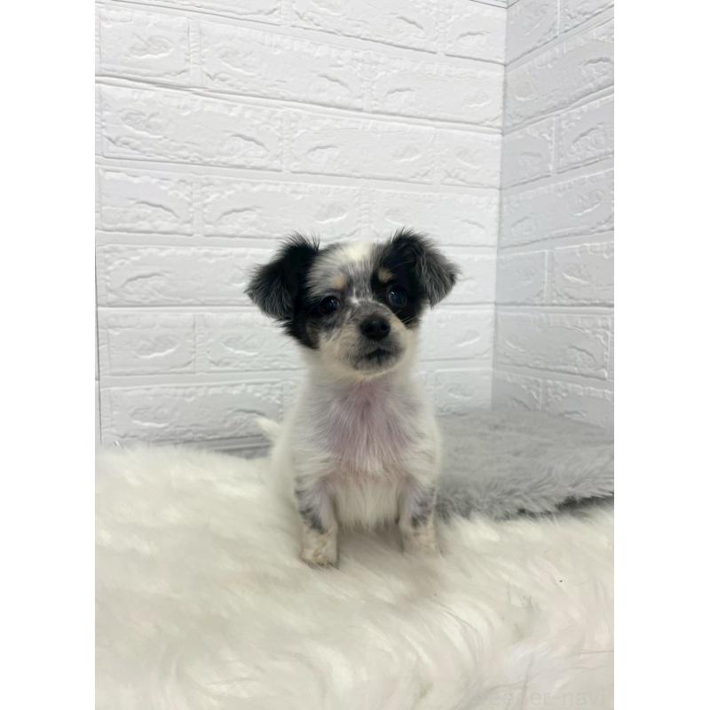 販売中の岡山県のチワックス:チワワ×ミニチュアダックスフンド-436432の7枚目