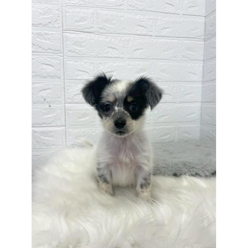 販売中の岡山県のチワックス:チワワ×ミニチュアダックスフンド-436432の6枚目