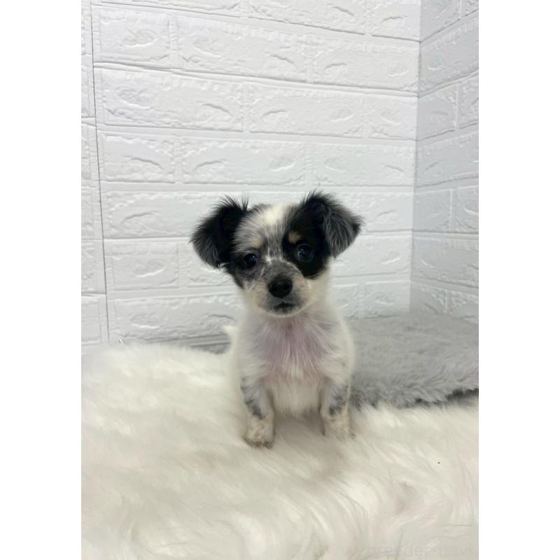 販売中の岡山県のチワックス:チワワ×ミニチュアダックスフンド-436432の5枚目