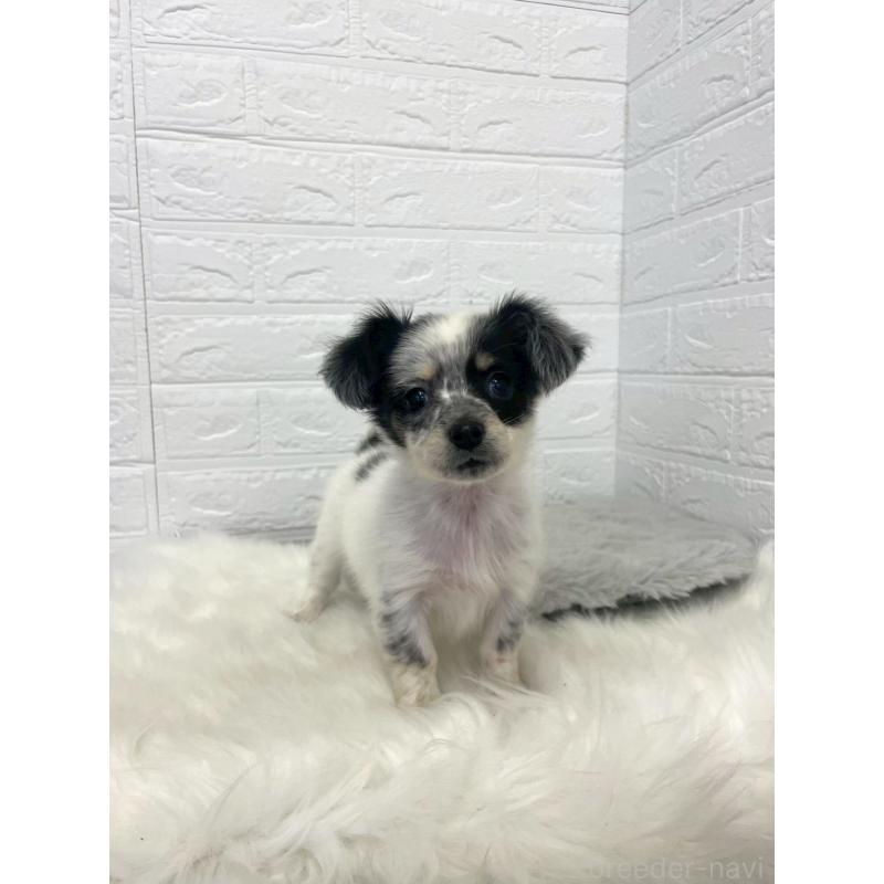 販売中の岡山県のチワックス:チワワ×ミニチュアダックスフンド-436432の4枚目