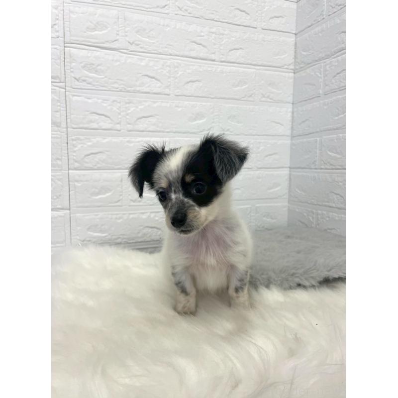 販売中の岡山県のチワックス:チワワ×ミニチュアダックスフンド-436432の3枚目