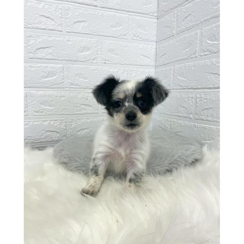 販売中の岡山県のチワックス:チワワ×ミニチュアダックスフンド-436432の2枚目