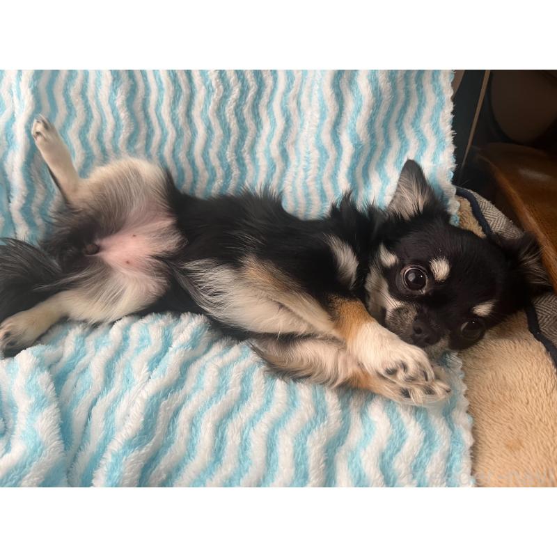 販売中の愛知県のチワワ(ロングコート)-413794の2枚目