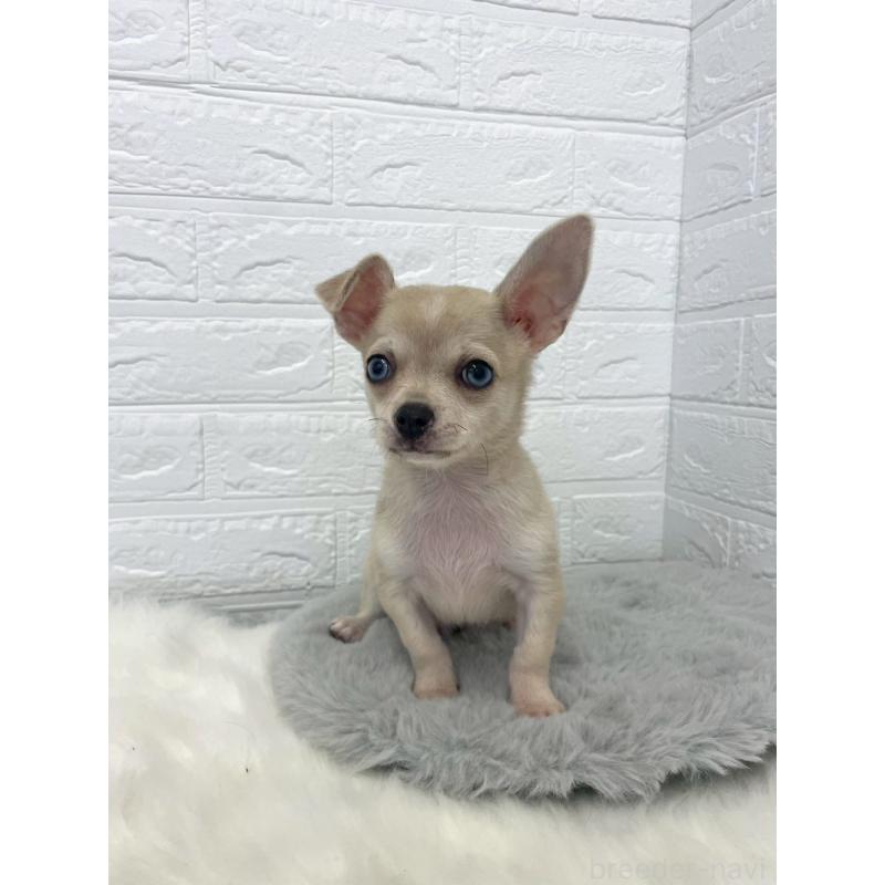 成約済の岡山県のチワワ(スムースコート)-436428の4枚目